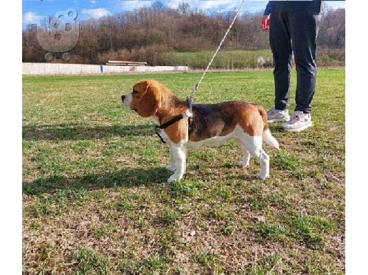 PoulaTo: Ράτσα αγγλικού λαγωνικού